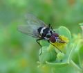 Limnophora sp.